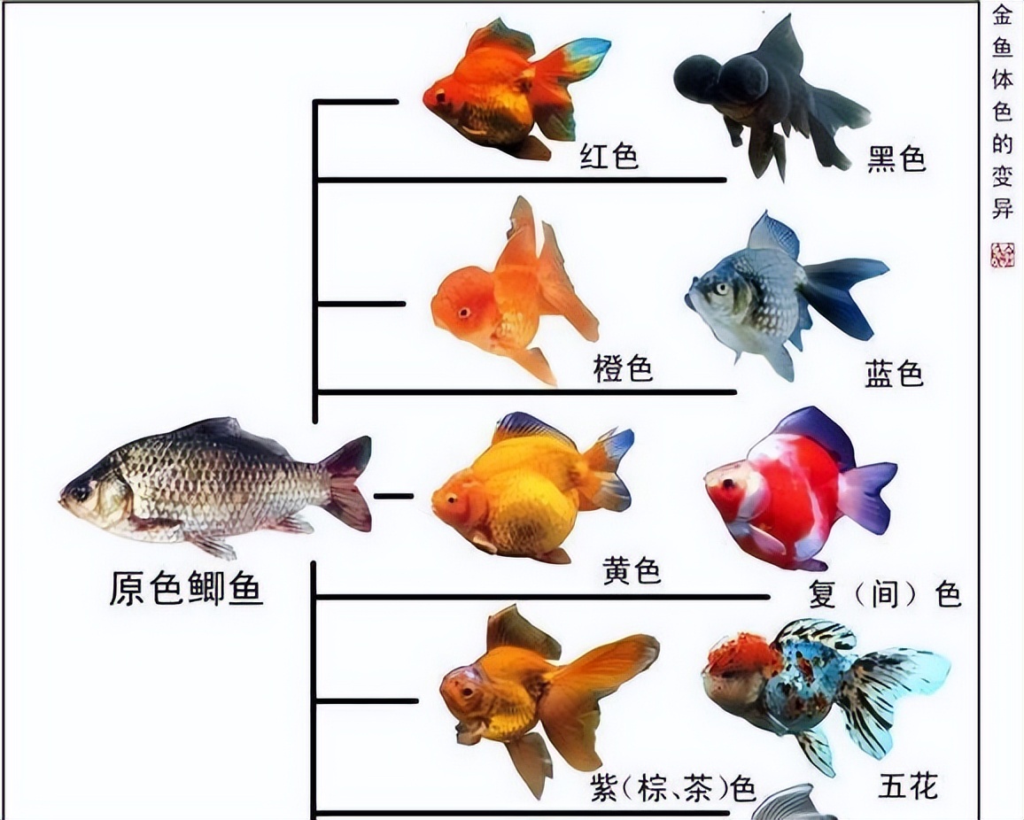 小金鱼成长过程图片图片