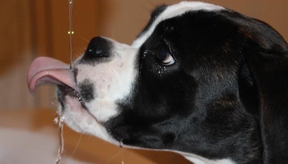 狗狗脱水很危险 5个标志说明你的狗狗要补充水份了 症状 状态 身体