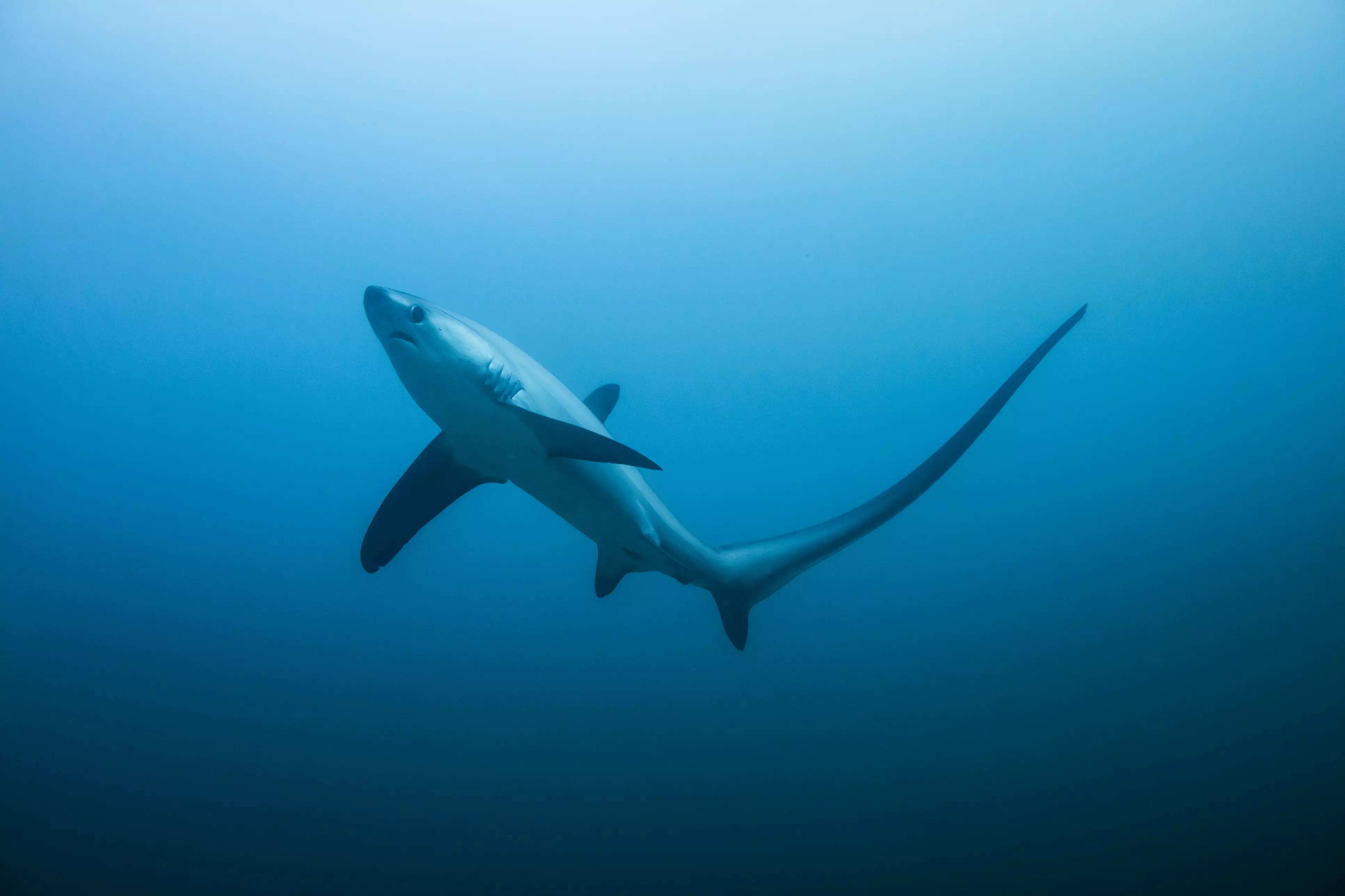 大多数鲨鱼通常远离人类,尽管它们享有盛誉_alopias_水域_背部