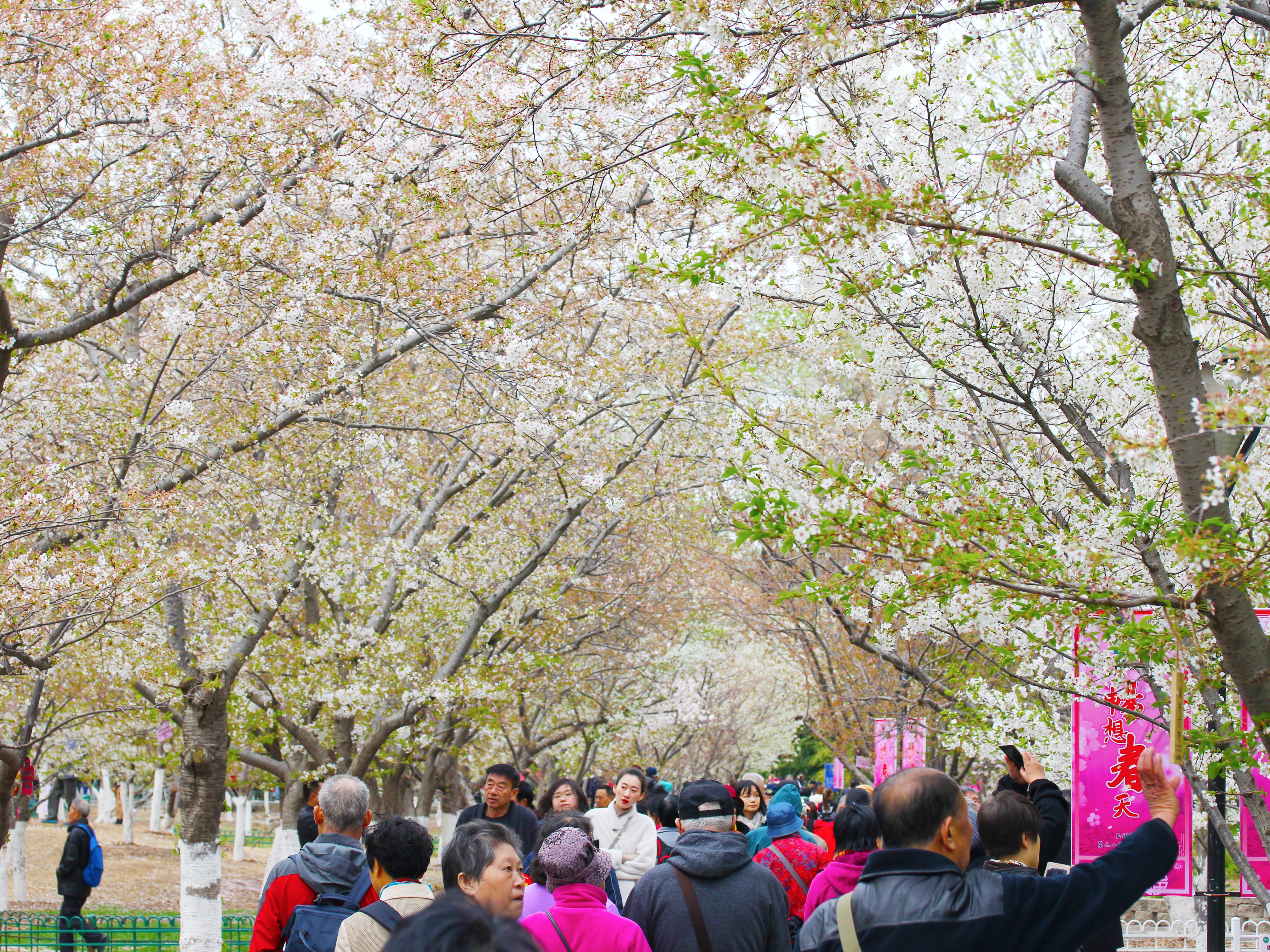 北京踏青赏花好去处图片