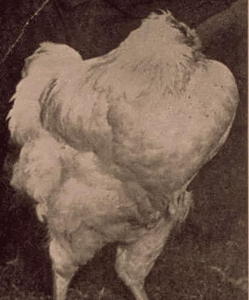 原创生命传奇无头鸡全国巡演月赚4500美元18个月后死于意外