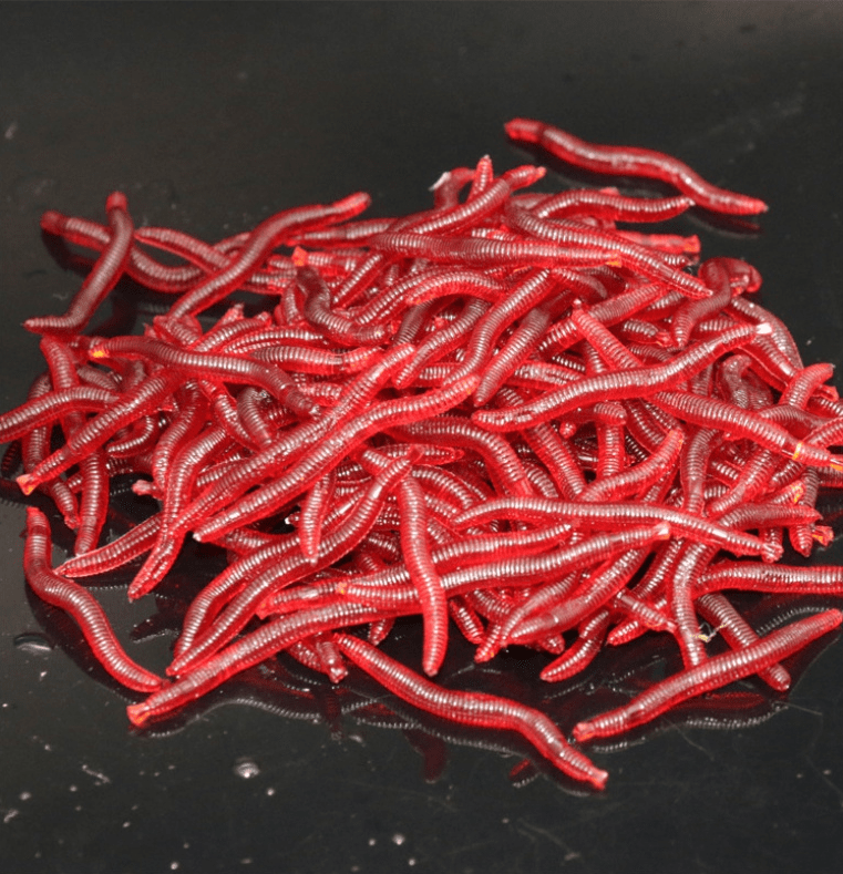 "水蚯蚓"是什么?