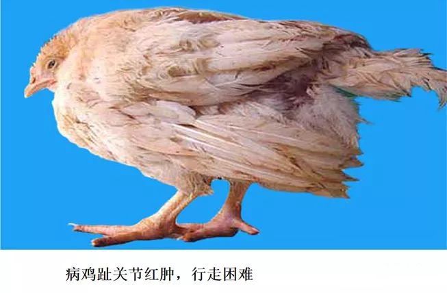 泰乐松等药物对滑液囊支原体病ms的防控