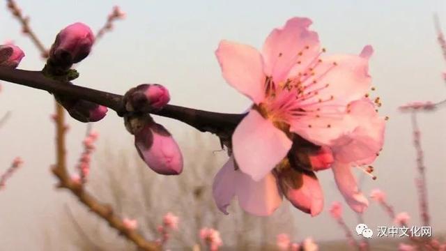 无限春光归故里,桃花岭上有佳期|阅读时光