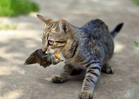 原创猫咪为什么会发出鸟叫声