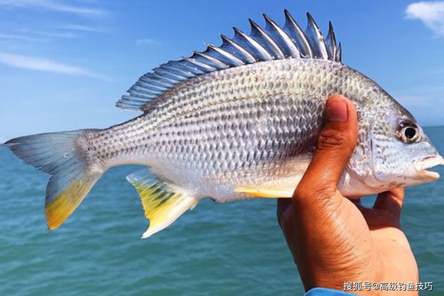 钓海鱼用什么鱼饵效果最好 海钓鱼饵的种类和使用方法 钓饵 可以用来 海水
