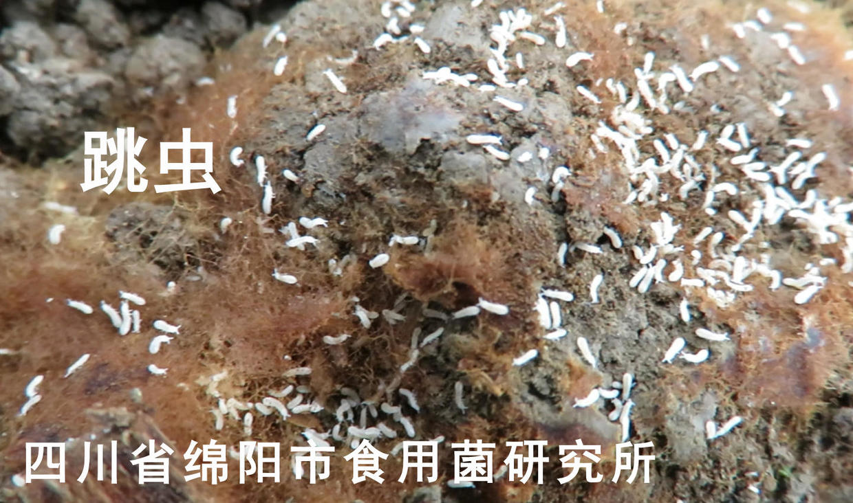 白色跳虫居多,跳虫体积很小,繁殖很快,一般在土壤中吃羊肚菌的菌丝和