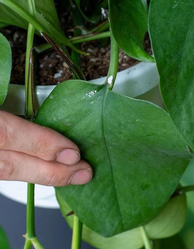 室内植物的害虫是从哪里来的 用肥皂水真的可以清除虫害么 红蜘蛛 虫卵 残留