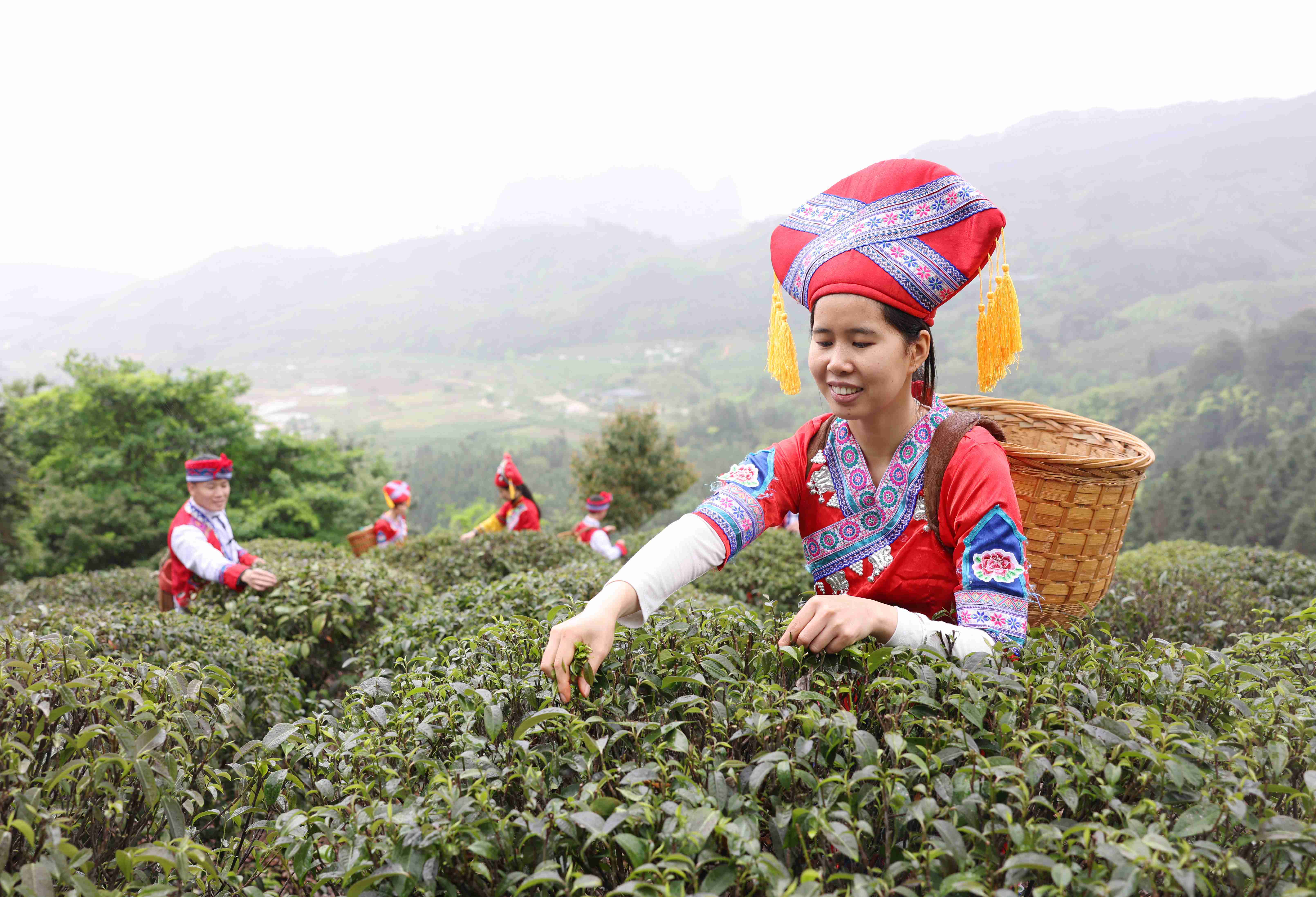 采茶山歌献给党