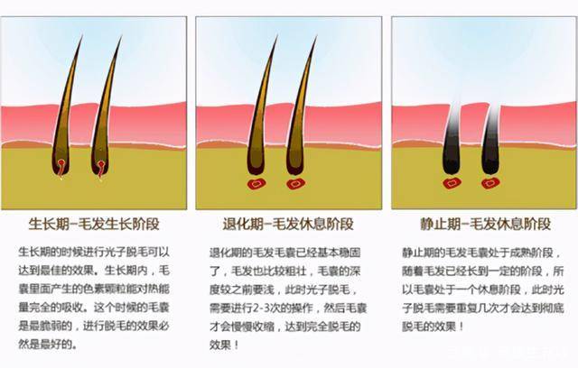 身体各处体毛的作用图片