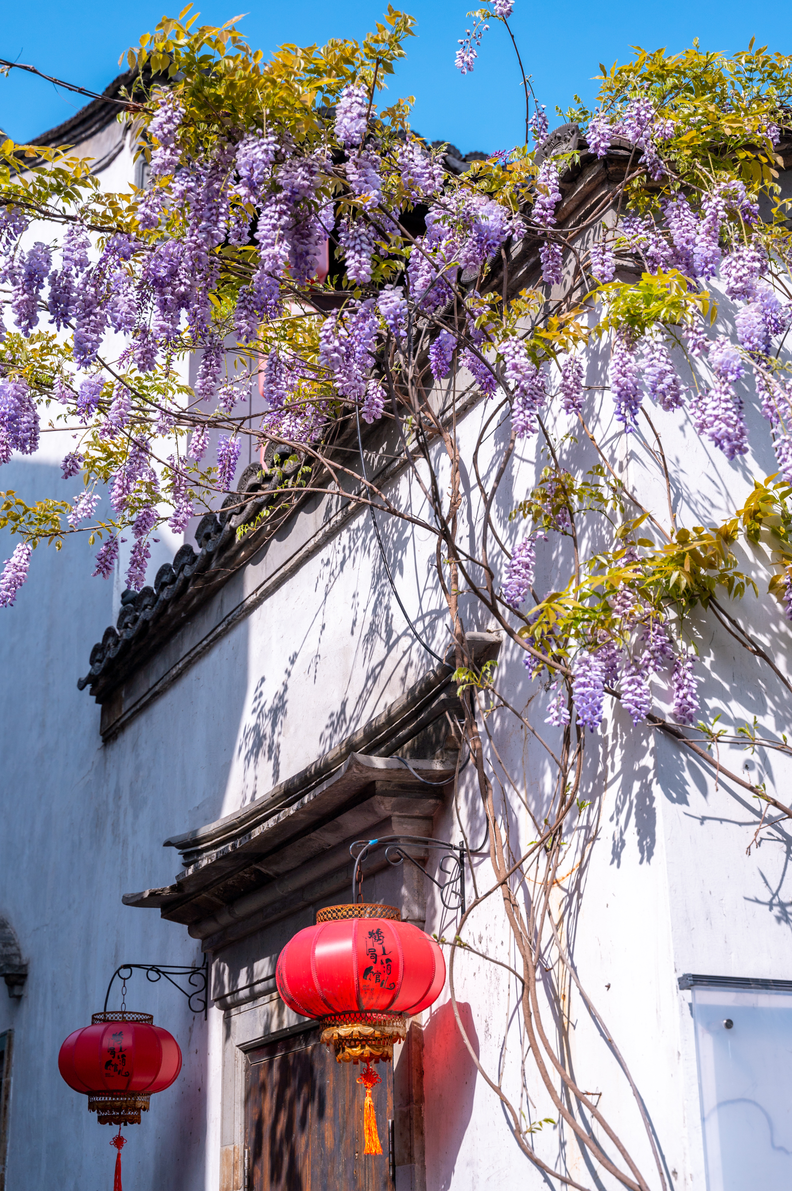 南京老门东紫藤花开了，从屋檐蔓延至墙角，美如紫色的瀑布