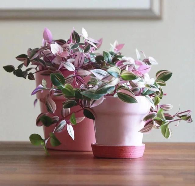 叶子长得特别仙的 油画婚纱 比吊竹梅好看 忍不住买了几盆 粉紫色