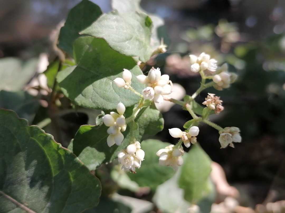 火炭母,在江门地区叫红毛仔叶,白饭草,也会叫红麻仔叶,是无处不在的