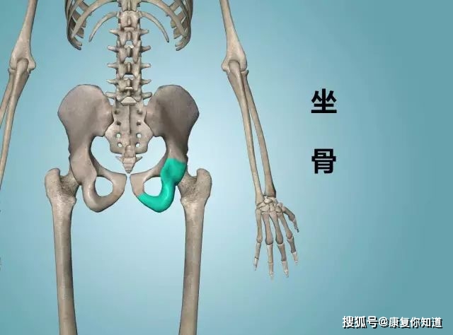 坐骨髂骨4盆骨部位的骨骼臀大肌臀中肌臀小肌3盆骨周围的肌肉2
