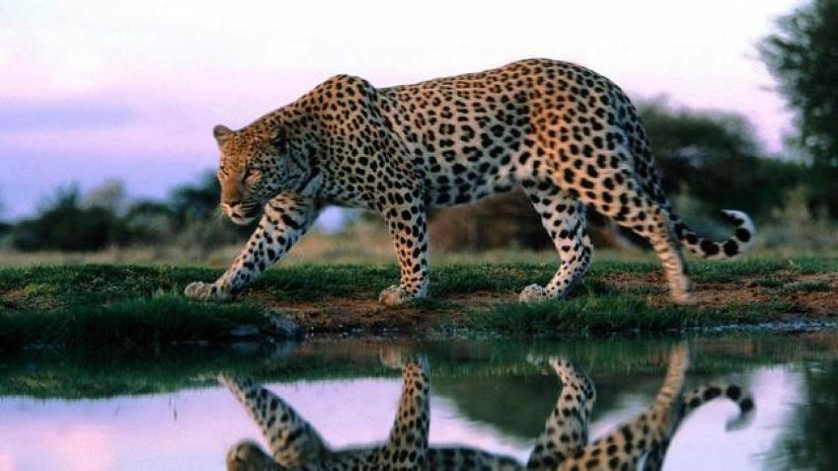 原创金钱豹闯入闹市区被抓菜地里发现巨大脚印专家这是犬科动物