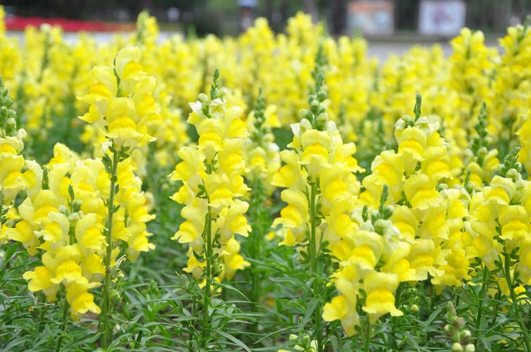 庭院种植10种常见花卉图片