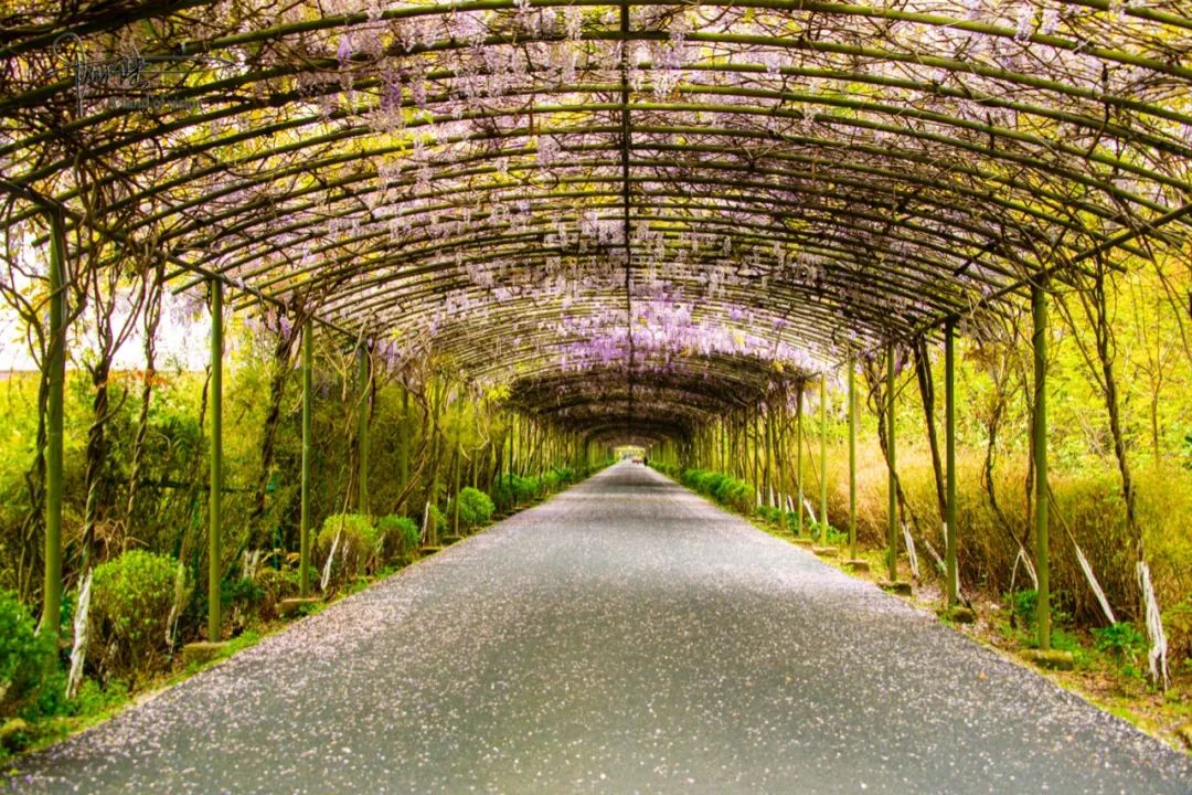 偶遇杭州的最美紫藤花大道,"落英缤纷67"的场景颇为壮观_仁和_余杭