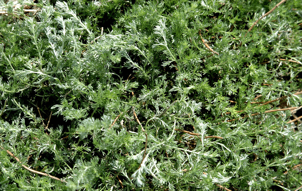 四月蒿,五月拿来当柴烧,还有三月茵陈4月蒿的说法,这野菜就是白蒿