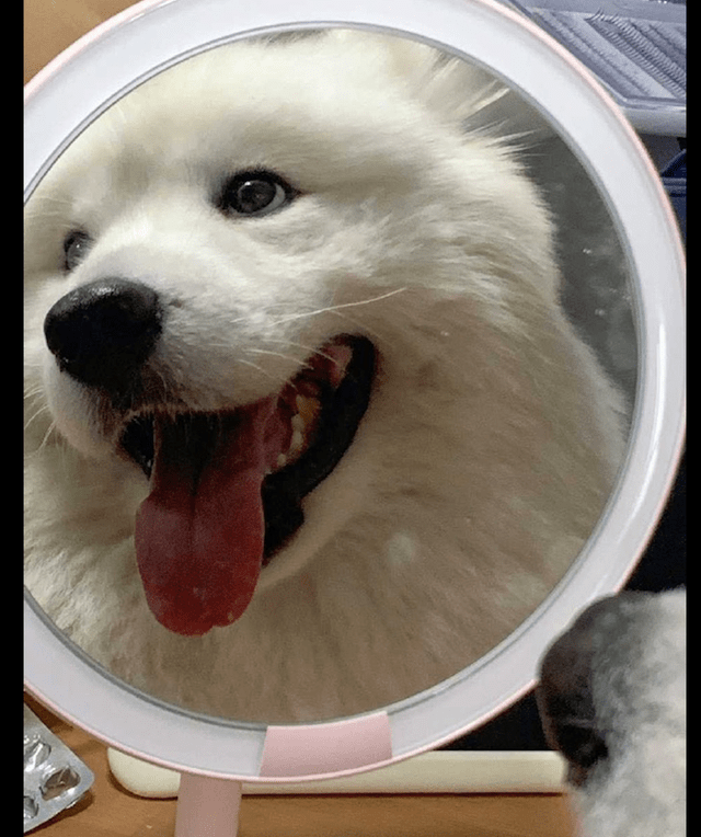 萨摩耶对着镜子看来看去,在练习如何笑吗?不愧是微笑天使呀!