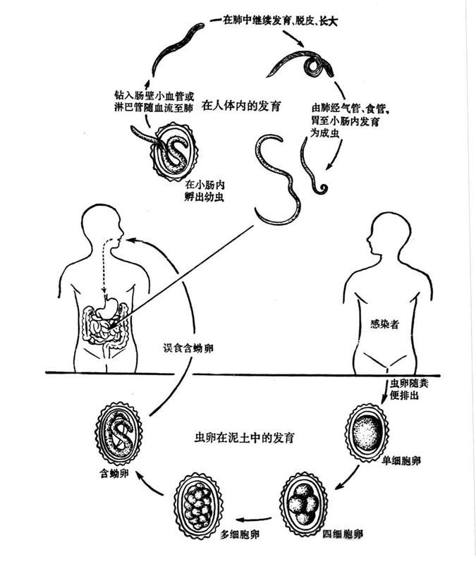 蛲虫生活史循环图图片