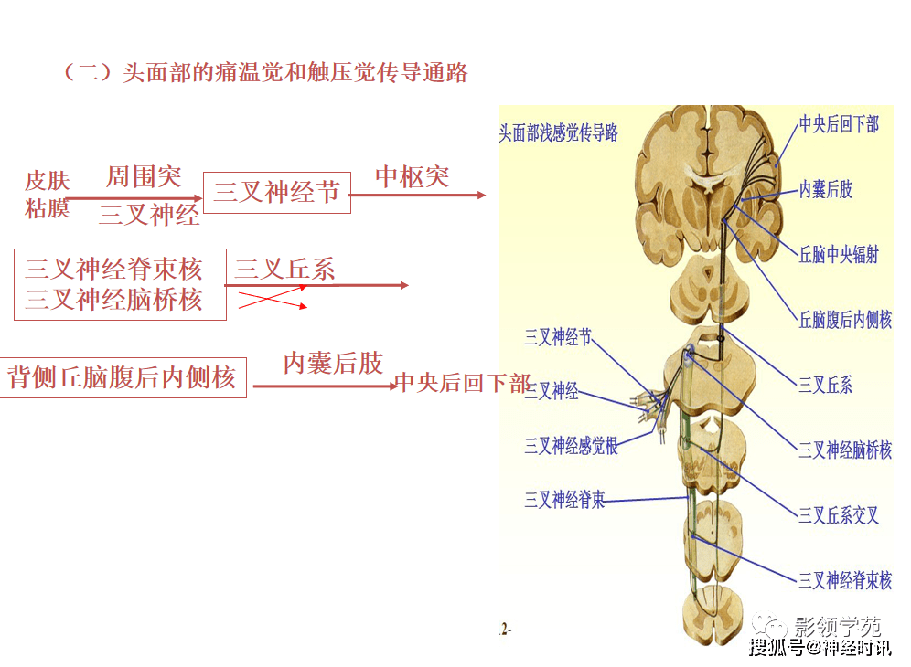 基底節內囊丘腦解剖傳導束圖太強大了清晰明瞭