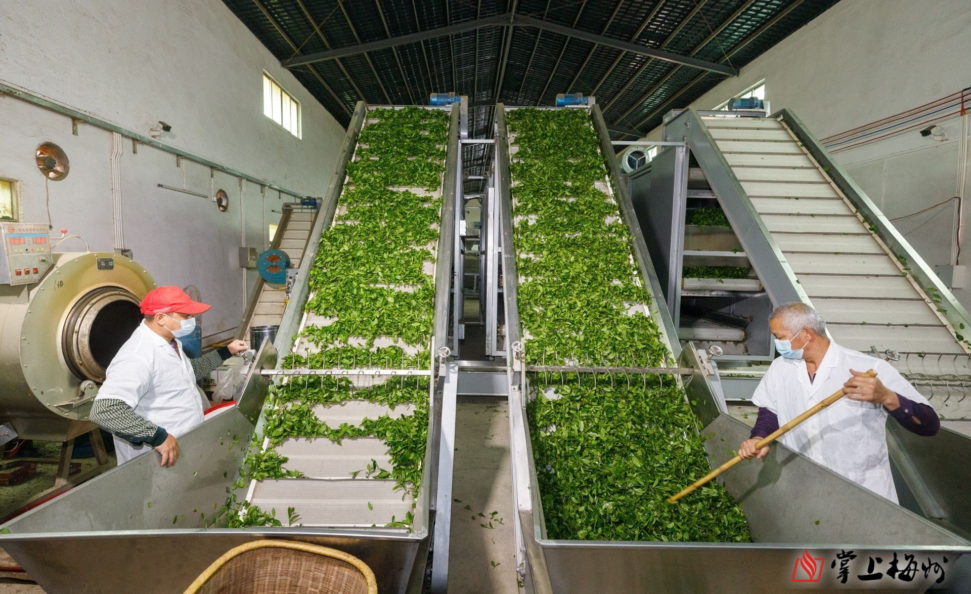 做大做强茶叶产业,梅州五华打出"组合拳"_加工_种植_五华县