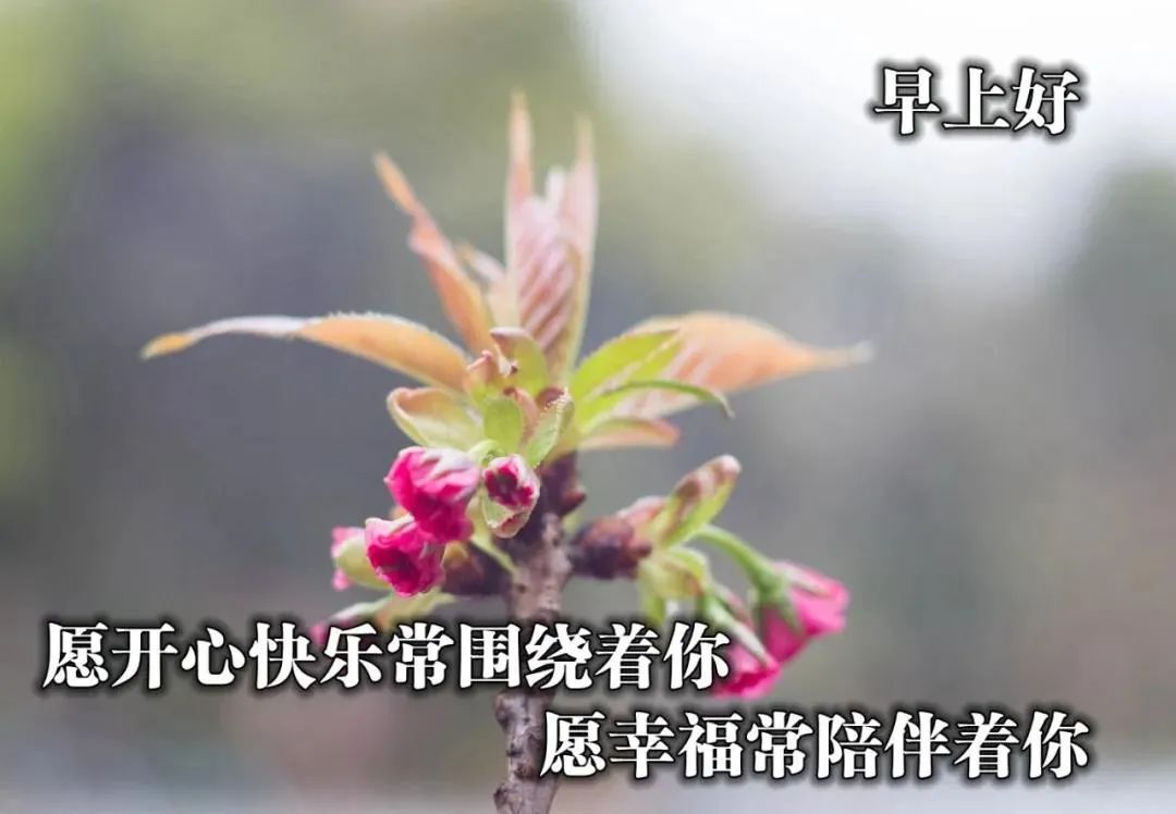 原创2022不用打字就可以聊天的阳光风景早上好问候语周五特漂亮的早安