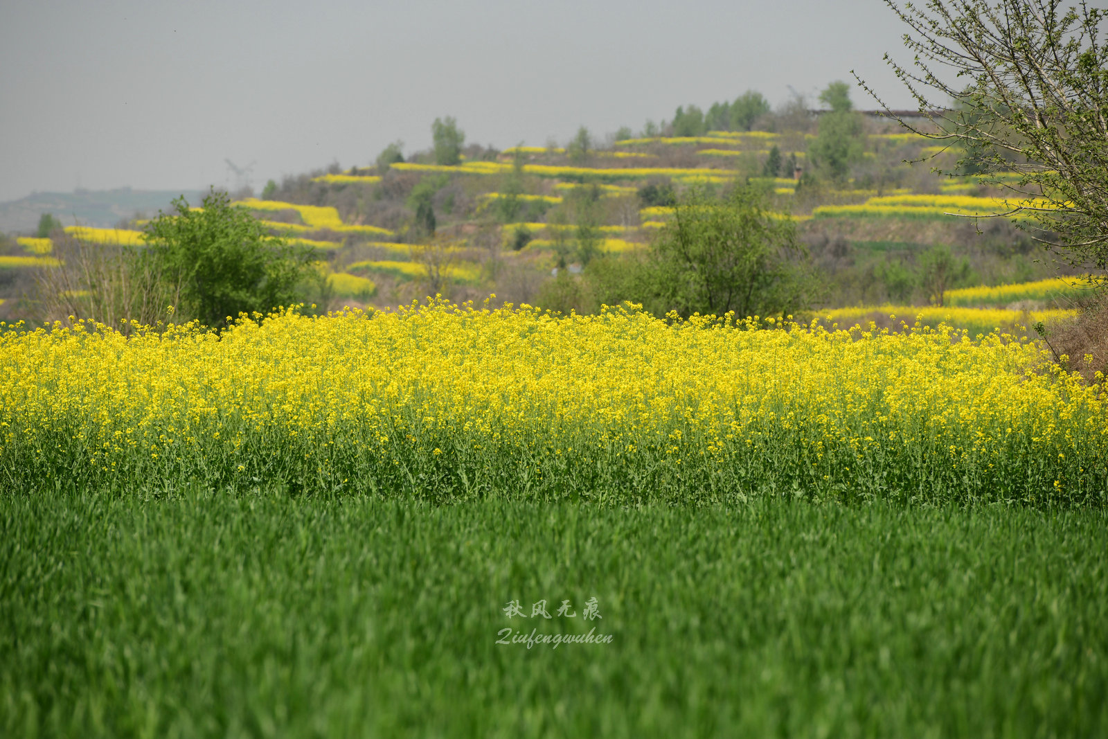 原创四月去西安炮里亲吻梯田里油菜花海的田野芬芳