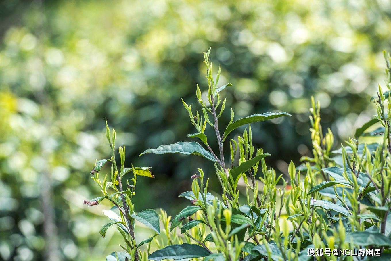 原创宁国黄花山中国云尖茶的原产地绿水青山里生长出金山银山