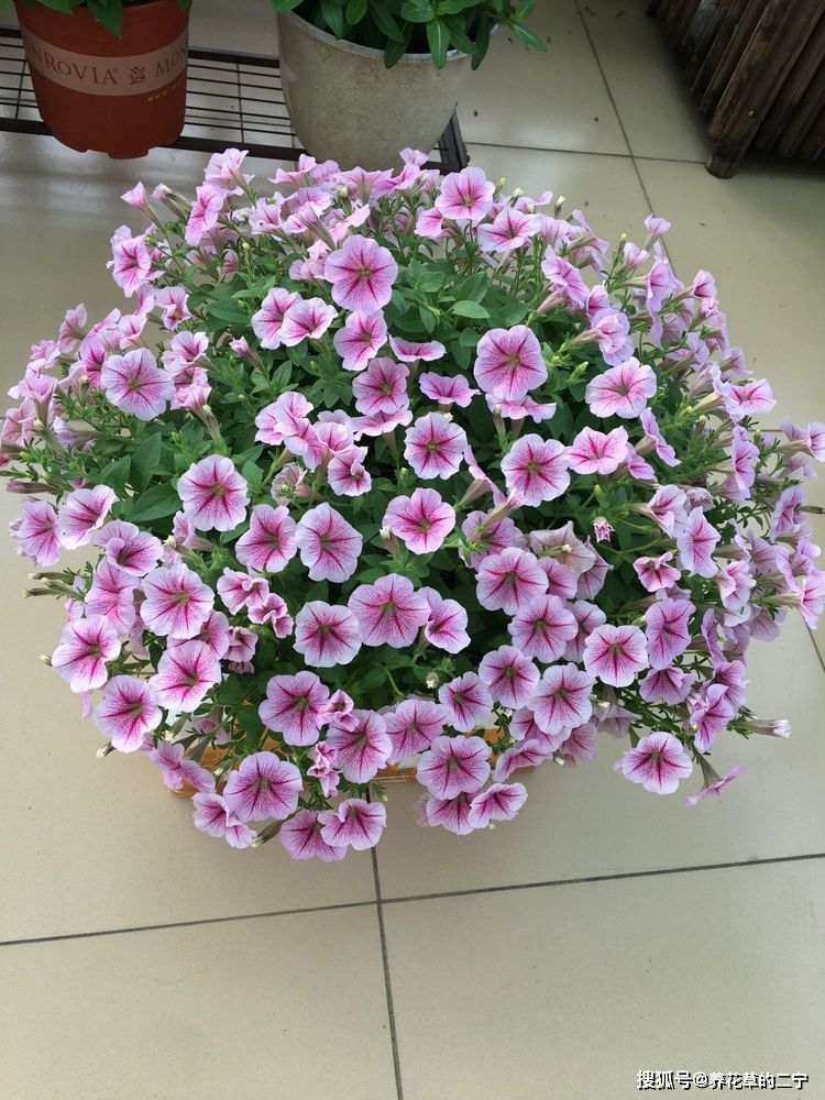 种花养草首选月季魔力光辉一花双色娇嫩美艳值得拥有