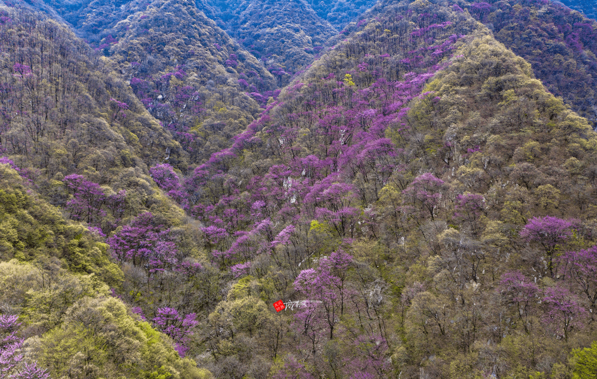 人间最美四月天！太平森林公园紫荆花漫山遍野，八大瀑布水量充沛