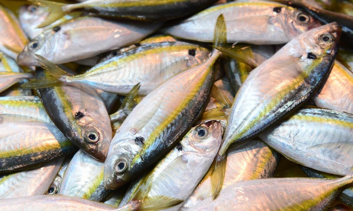 原創買魚時聰明人專挑5種海魚無法人工飼養全靠捕撈肉質鮮