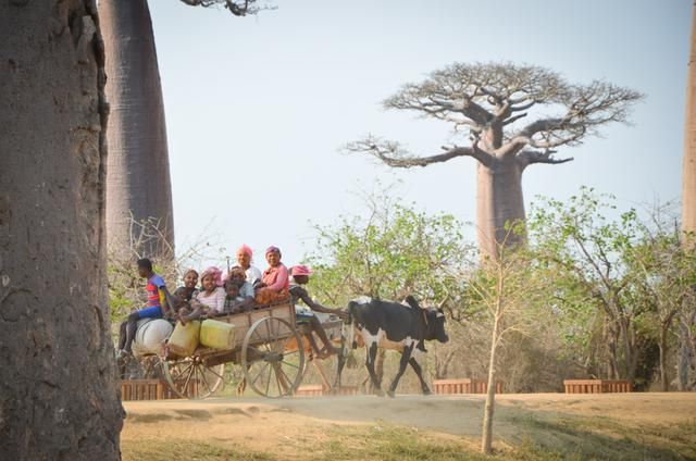 马达加斯加猴面包树大道：一生必去一次的地方，见证地球奇迹