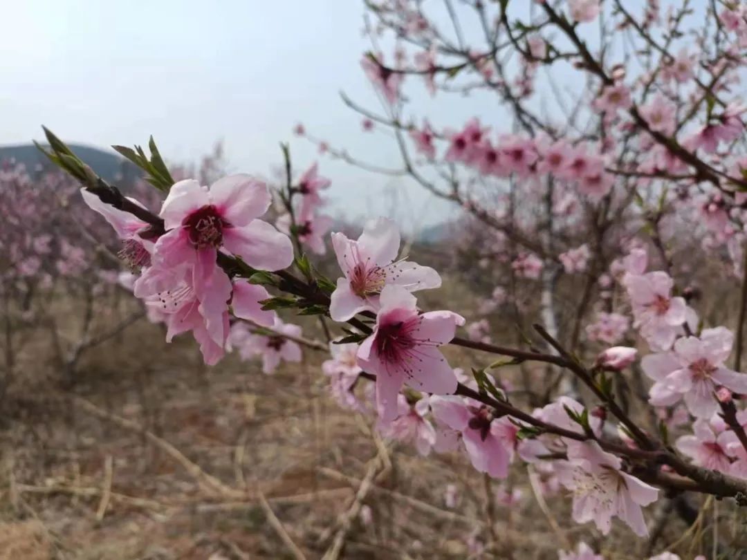 作者简介:郭全义,费县第二中学教师,临沂市作家协会会员.