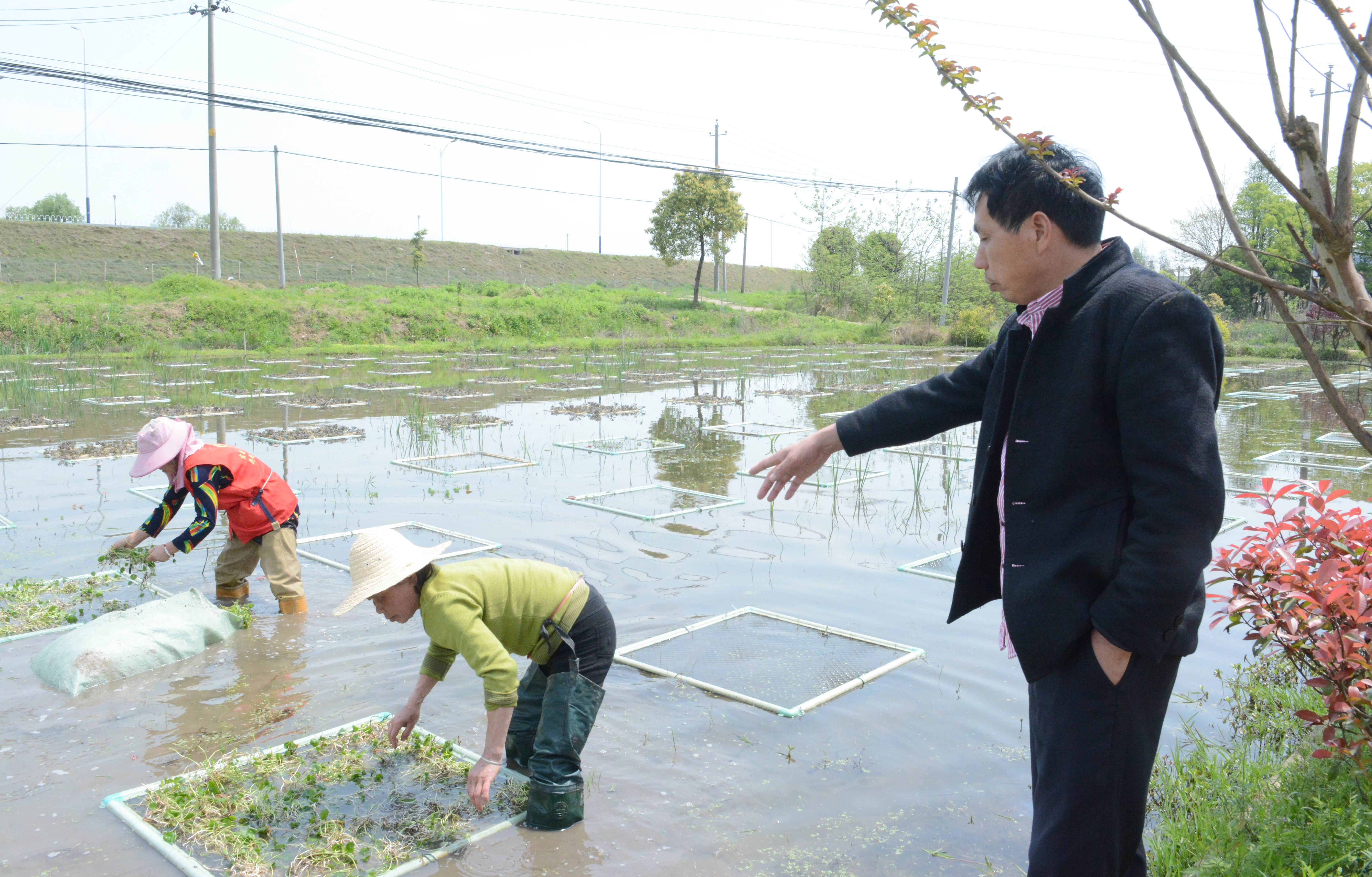 果博水上种植技术天使傅珍检希望山水河道更绚美(图6)