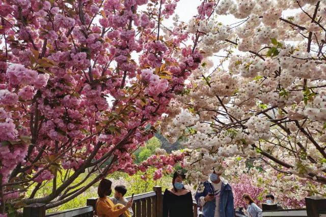 比日本绝美，藏在大连的小众的赏樱胜地！走进还能夜赏樱花！