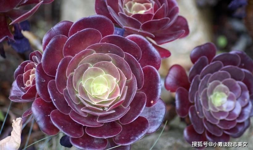 4月良缘入命,转角遇到爱,桃花运越来越好,顺利脱单的四大星座_爱情
