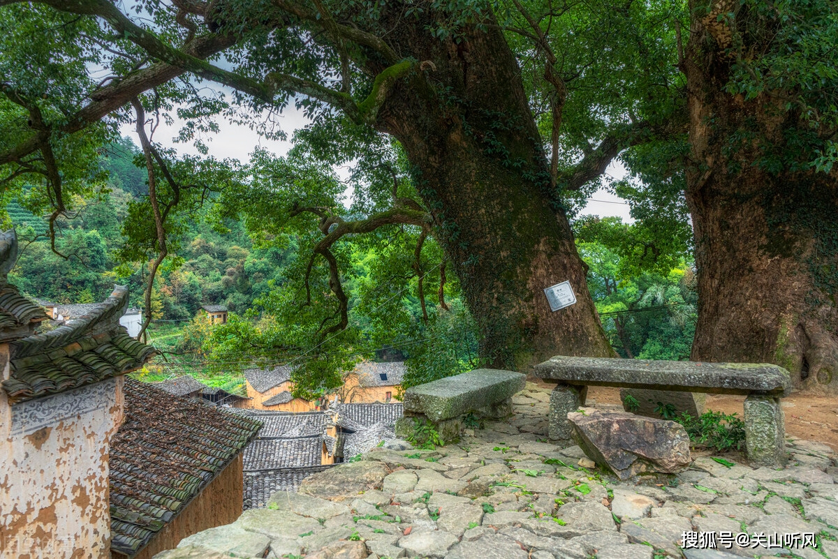 原创老人为什么说村口树和坟前树不能砍村里还在哪里的树不能砍