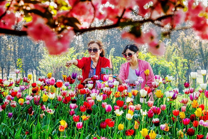 2022年4月11日的洛陽鬱金香牡丹園奼紫嫣紅爭妍鬥豔