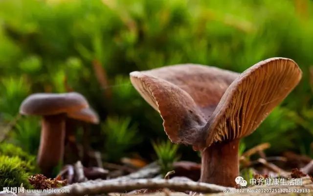 食用菌为什么能治病我来回答你