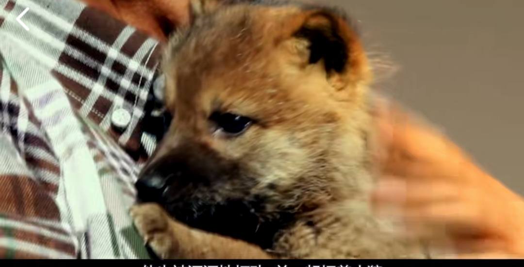 12年前,成都美女养了一只狼,她卖房送狼回草原,结局如何?