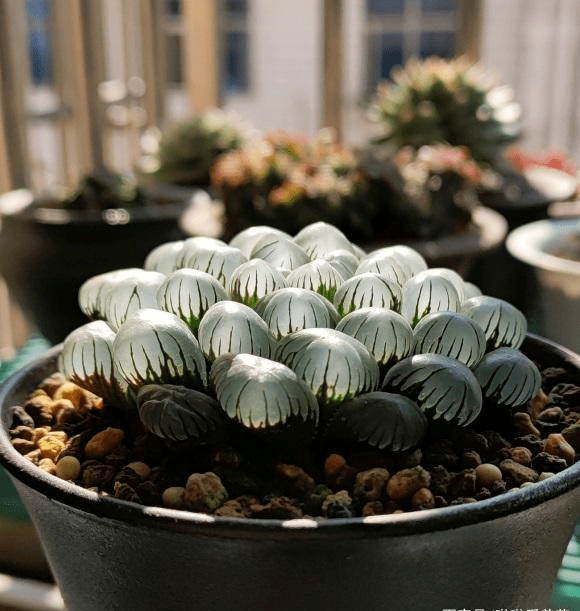 一棵冰灯玉露,直播间卖150,实际20块,被割韭菜的新手花友_价格_商家