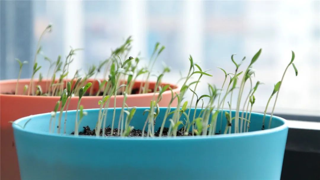 第六天至第八天的生长情况,茎叶全部朝着玻璃窗的方向生长(那是光投