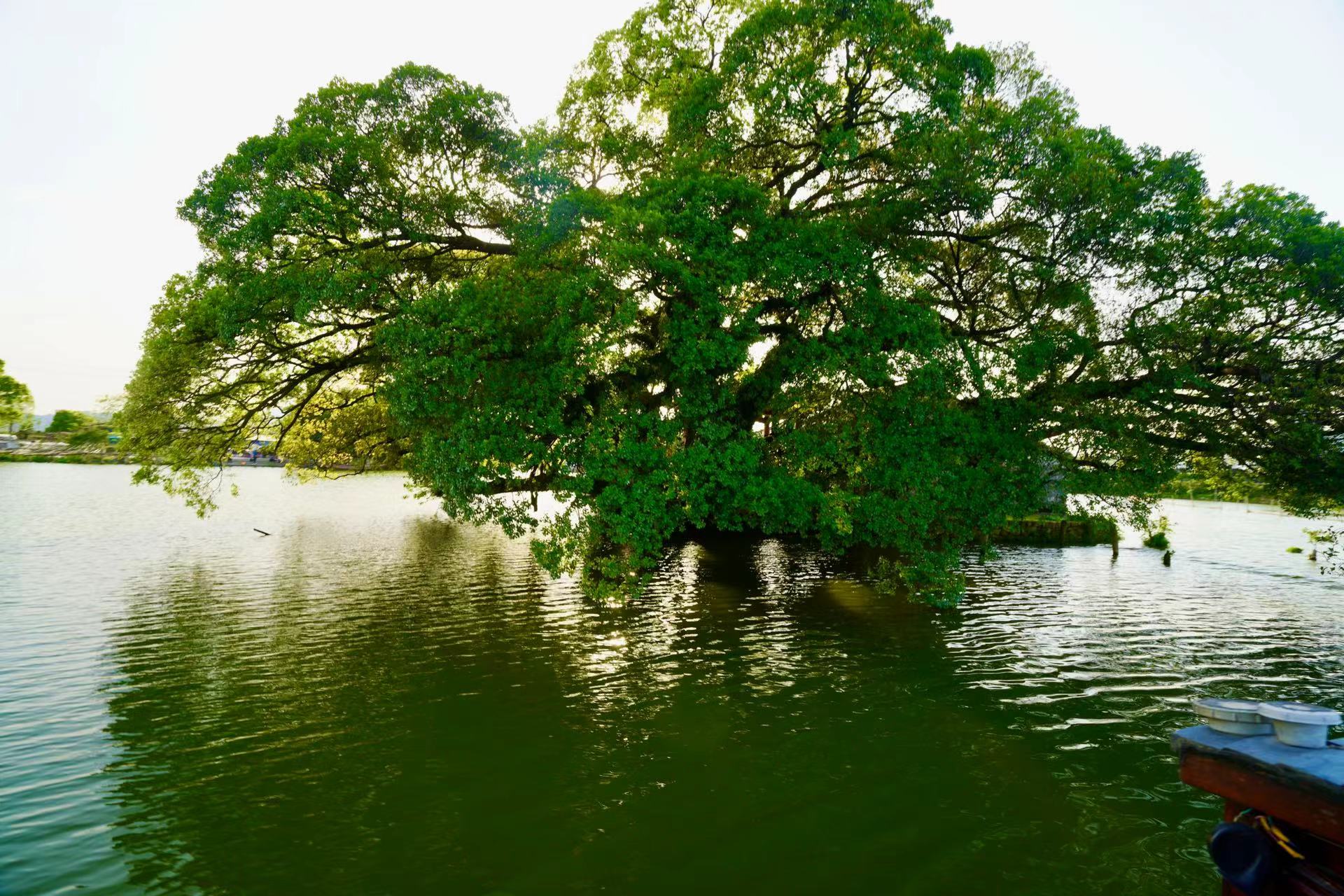 原创浙南的威尼斯三垟湿地有161座小岛和138座桥春天百花齐放