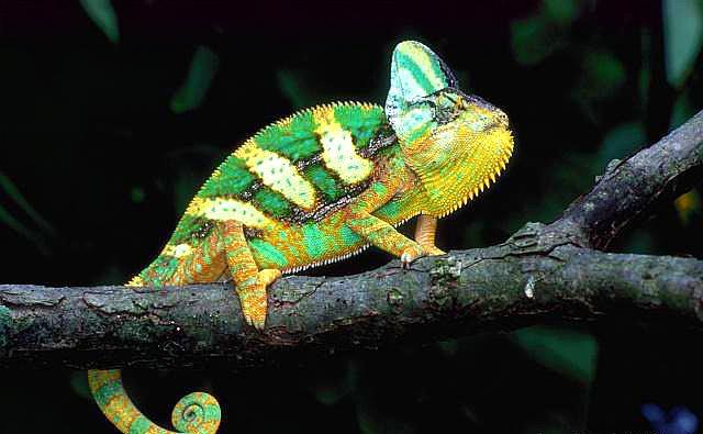 为什么变色龙会变色擅长伪装这和它体内的细胞有关