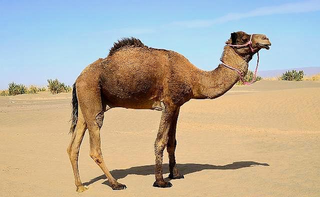 原创骆驼是沙漠最大的食草动物为什么只有骆驼在沙漠里如鱼得水