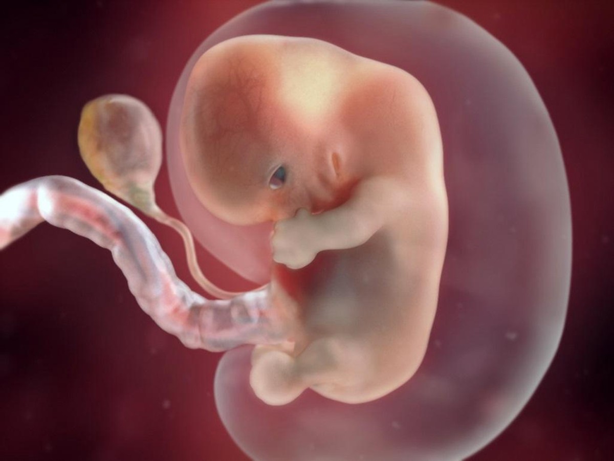 SSW 23: Deine 23. Schwangerschaftswoche - mit Bauchbildern
