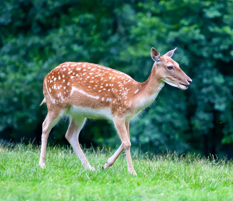 跑向春天的梅花鹿观祥瑞萌宠就到哈尔滨世界欢乐城