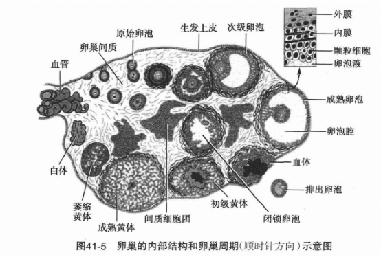 如果卵泡排出的卵没有受精