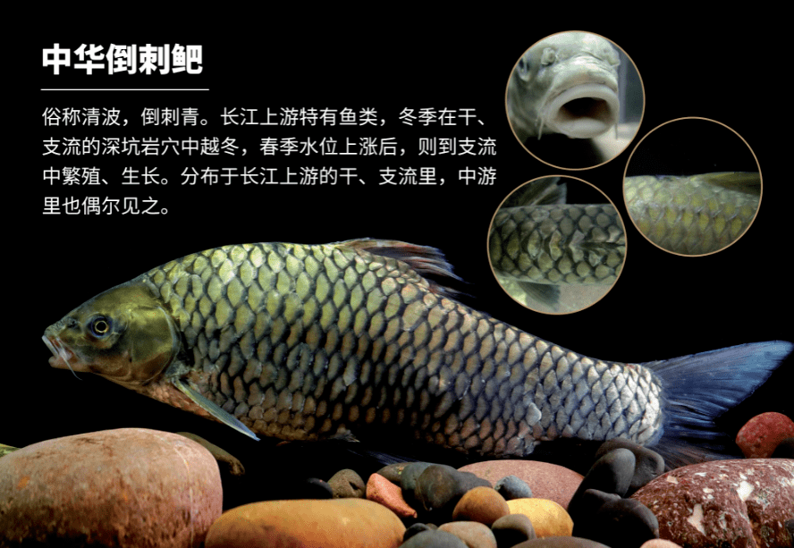 不多見的鱤魚和銀魚曾被視為